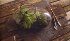 Small Recycled Glass Terrarium