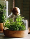 Small Danish Terrarium 